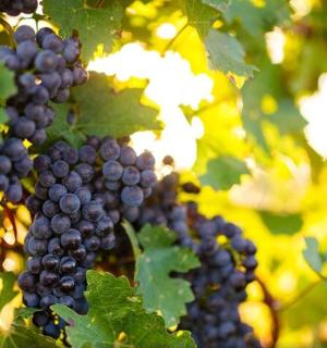 un raïm penjat d'un arbre