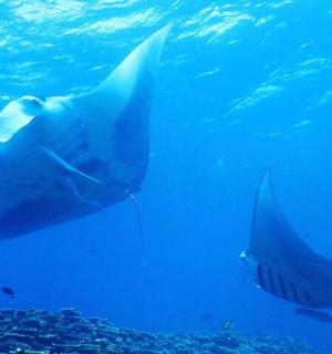 a shark and a boat in the water