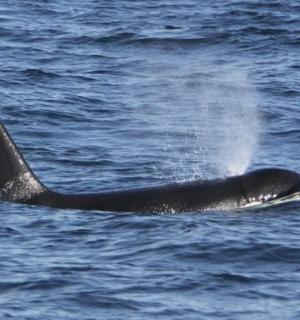 一头虎鲸在水中游动