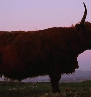 一头长角公牛站在田野里