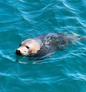 在水中游泳的海洋动物