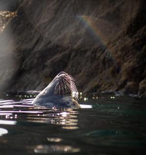 水中张着嘴的海豚