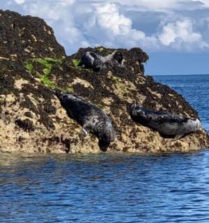 水中岩石岛上的两只海豹