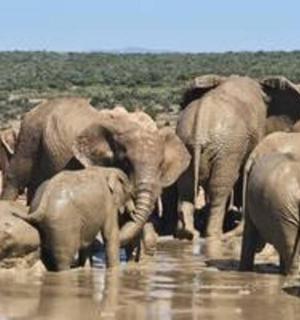 a herd of elephants standing in the water