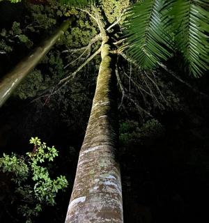 a tall palm tree in a forest at night