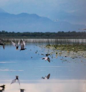 一群鸟飞过一片水域