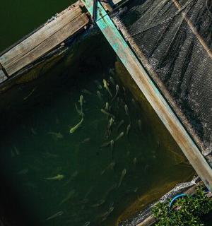 a group of fish swimming in a body of water