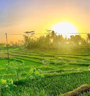 a rice field with the sun setting in the background