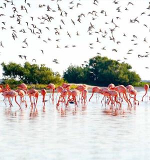 a flock of pink flamingos walking in the water