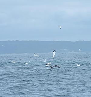 a group of birds flying over the water