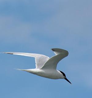天空中飞翔的鸟