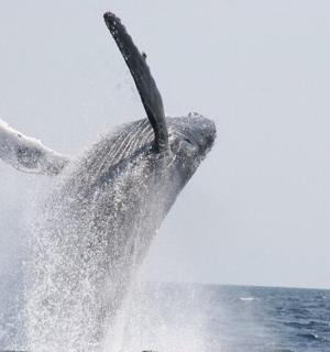 a dolphin jumping in the water in the ocean