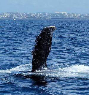 a whale in the water with a city in the background