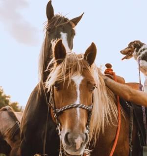 一名男子骑着马,带着一条狗