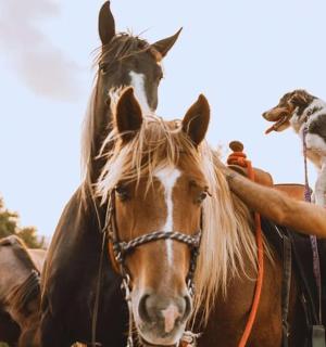 muž držící psa na koni
