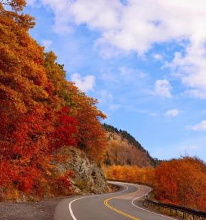 a winding road in the middle of a forest