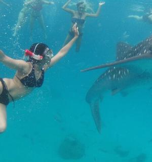 un gruppo di persone che nuotano nell'acqua con uno squalo balena