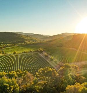 an aerial view of a vineyard with the sun setting