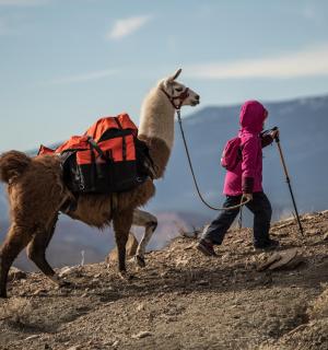 eine Person, die mit einem Kamel auf einem Hügel läuft
