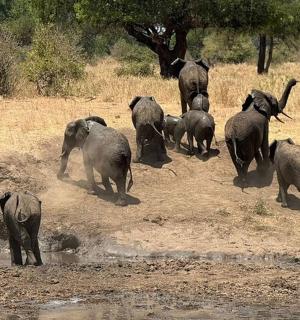 一群大象穿过一片泥地
