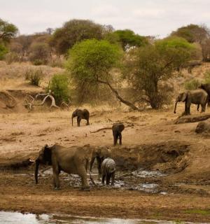 一群大象站在水坑周围