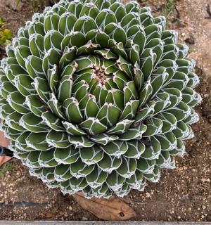 a bunch of green bananas on the ground