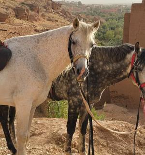 two horses standing in front of a building
