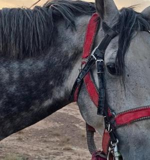 a gray horse with a red harness on its face