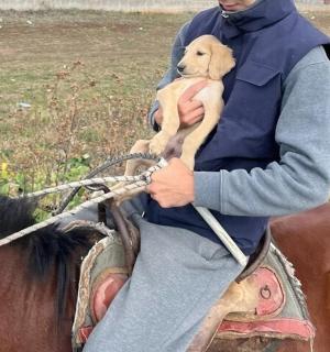a person sitting on a horse holding a dog