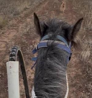 a horse is walking down a dirt road