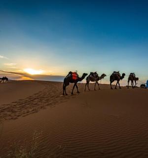 a group of people riding camels in the desert