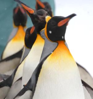 一群企鹅并排站着