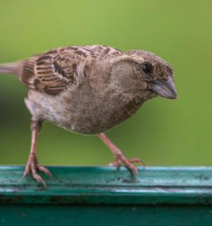 一只鸟站在绿色栏杆顶上