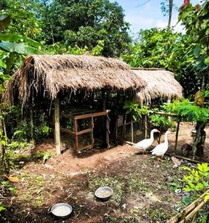 กระท่อมเล็กๆ มีนกสองตัวอยู่ข้างหน้า