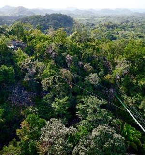 一片有树木的森林的俯视图