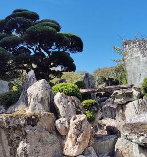 a tree sitting on top of some rocks