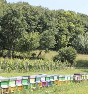 田野里一排色彩缤纷的火车车厢