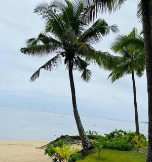 a group of palm trees on a beach