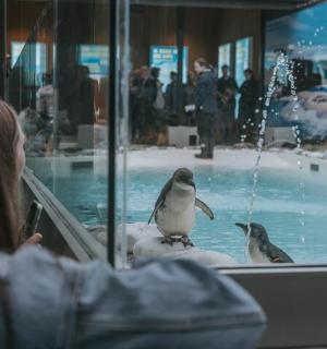 一位女士正在橱窗里看两只鸟