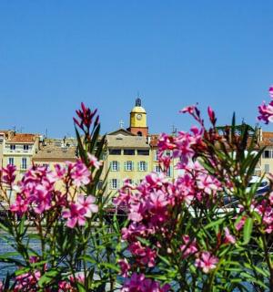 a bunch of pink flowers with buildings in the background