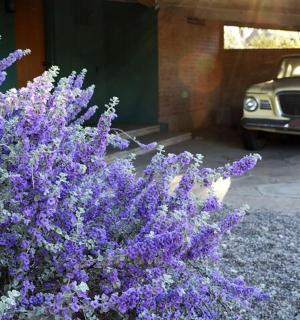 一束紫色的花在车前