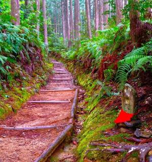 a path in a forest with moss and trees