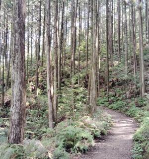 a dirt trail in a forest with tall trees