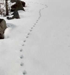 一条积雪覆盖的小路，上面留有雪地上的脚印