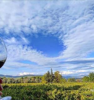 a person holding a glass of wine in a field