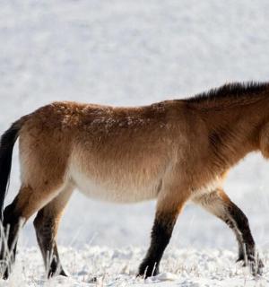 a brown pony walking through a snow covered field