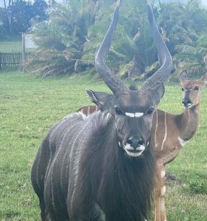 two animals with long horns standing in a field