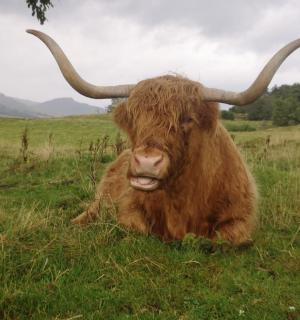 一头长角公牛躺在田野里