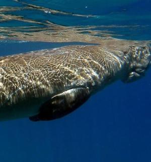 ein Grauwal, der im Wasser schwimmt