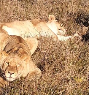 a group of lions laying in the grass